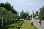 Березовая аллея на ул. Ивана Алексеева высажена в апреле этого года