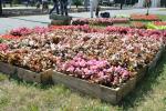 Тысячи цветов были выращены в теплицах специально к юбилею города