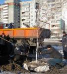 За день высаживалось до 40 деревьев