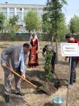 Высаженное дерево делегации Республики Армения