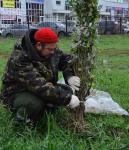 Всего в Омске было высажено около 2,4 тыс. деревьев и кустарников