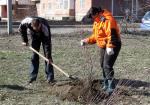 Горожане сажали деревья и кустарники…