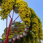 В парке хризантем