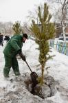 Приживаемость дерева, находящегося зимой в состоянии покоя, с закрытой корневой системой — более 90%