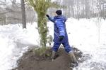 Работы по посадке крупномерных деревьев на территории парка завершатся до 1 июня