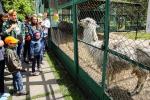 На экскурсии гостей познакомили с обитателями зоопарка. Лама по кличке Мальчик