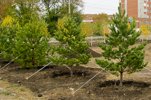 В Омске высажено около 40 тысяч деревьев и кустарников
