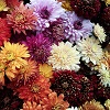 Web Content Image
